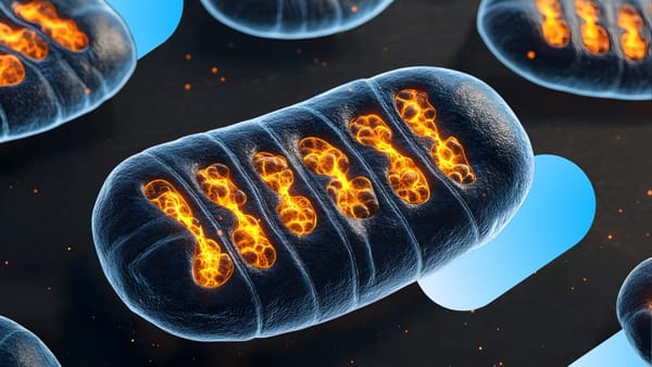 Illustration of mitochondria, the powerhouses inside every cell