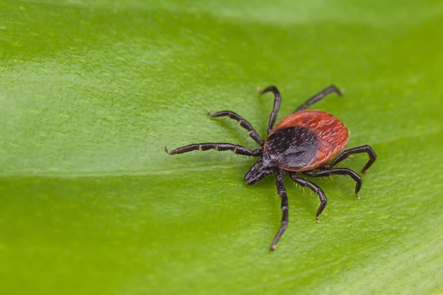 Understanding tick-borne Lyme disease